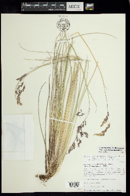 Calamagrostis erectifolia image