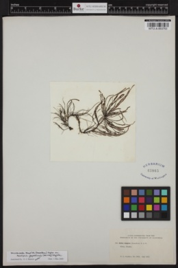Saundersella simplex image
