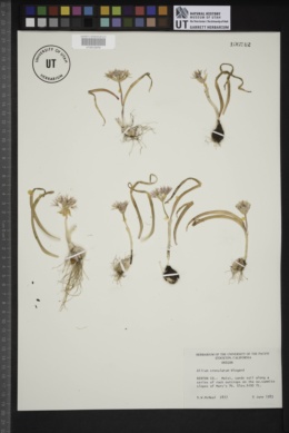 Allium crenulatum image