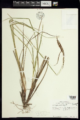 Carex flexirostris image