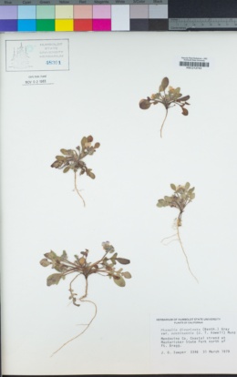 Phacelia insularis var. continentis image