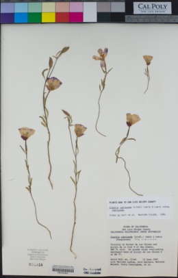 Clarkia rubicunda subsp. rubicunda image