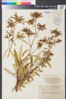 Image of Eriodictyon californicum