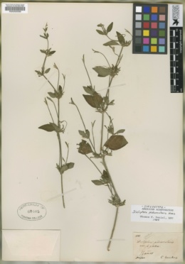 Image of Dicliptera peduncularis