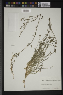 Corrigiola telephiifolia image
