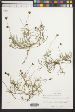 Image of Tridax coronopifolia