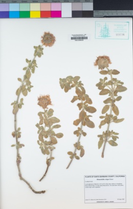 Monardella undulata image