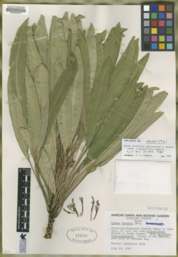 Image of Cyanea kahiliensis