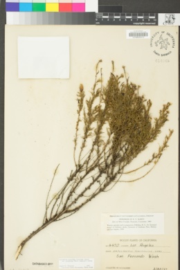 Ericameria pinifolia image