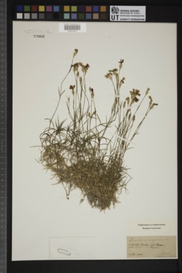 Dianthus virgineus image