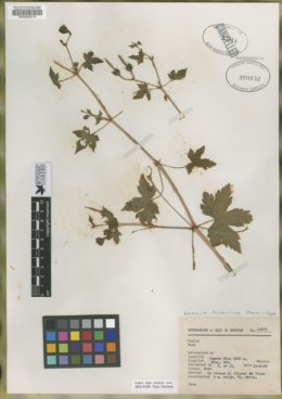 Image of Geranium hystricinum