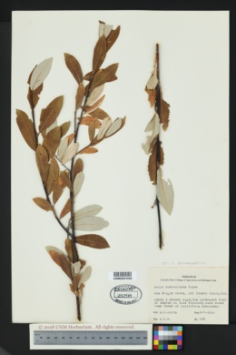 Image of Salix subcoerulea