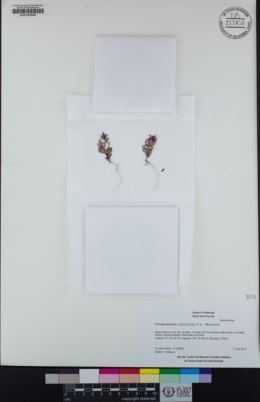 Streptanthus callistus image