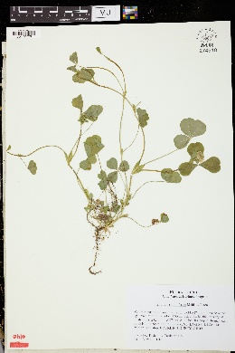 Image of Trifolium stoloniferum