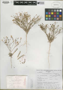 Gilia heterostyla image
