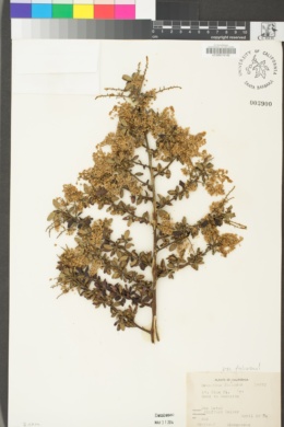 Ceanothus foliosus var. foliosus image