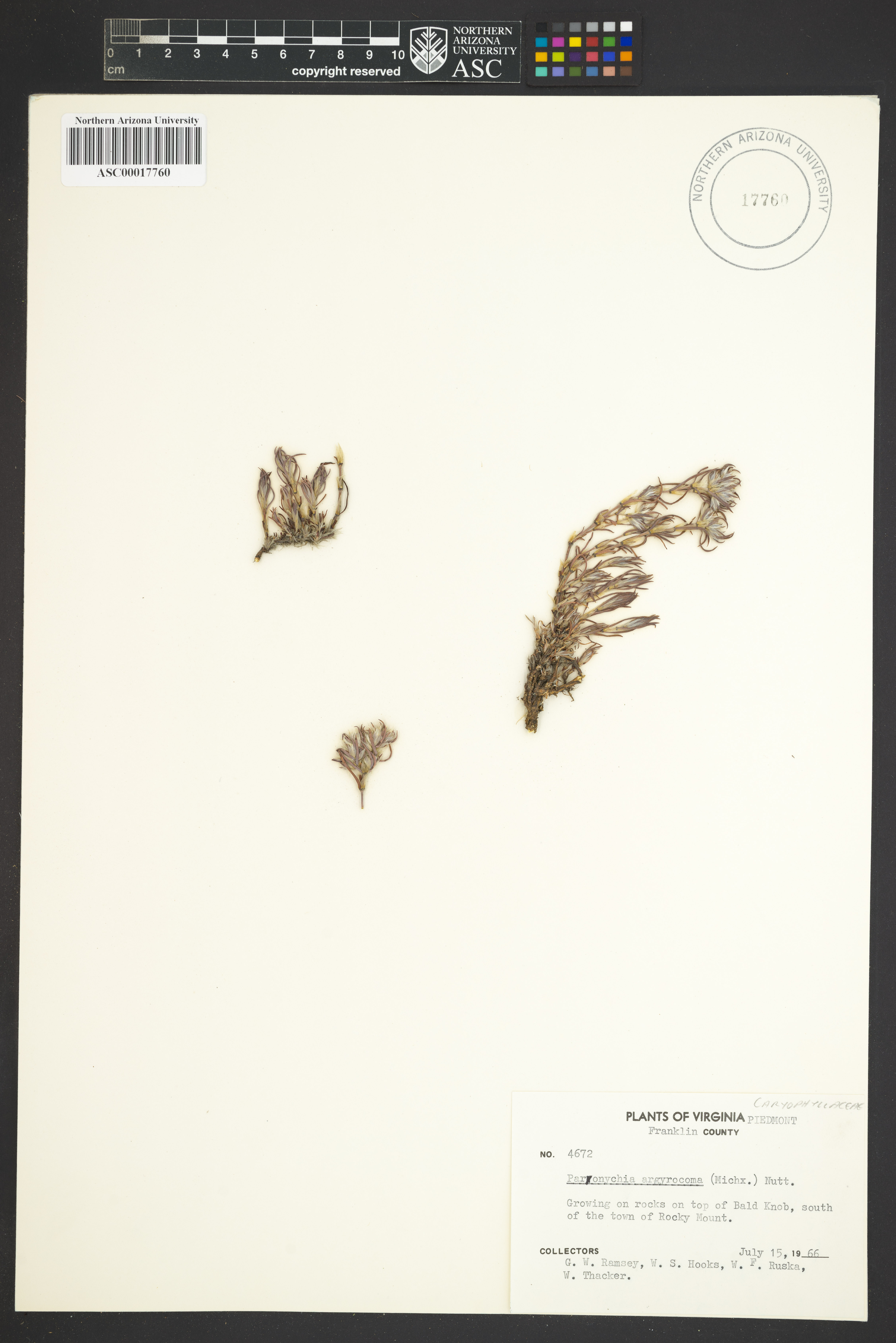 Image of Paronychia argyrocoma