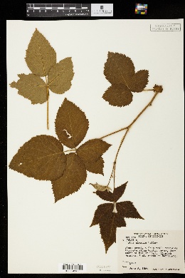 Rubus almus image