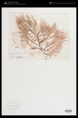 Neoagardhiella ramosissima var. dilatata image