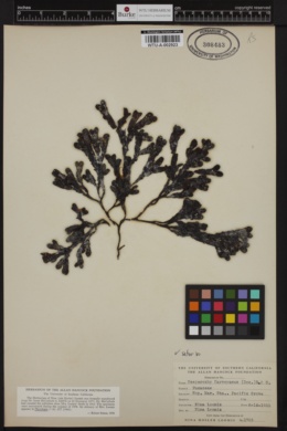 Hesperophycus californicus image