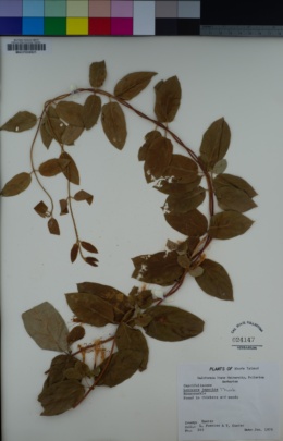 Lonicera japonica image