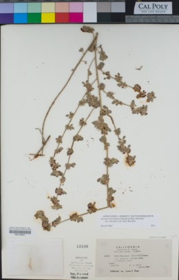 Acmispon heermannii var. orbicularis image