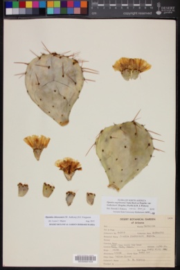 Opuntia chisosensis image