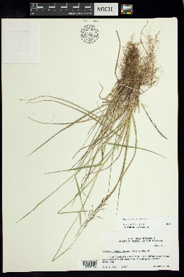 Sporobolus erectus image
