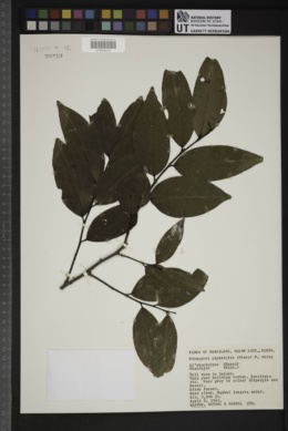 Diospyros abyssinica image