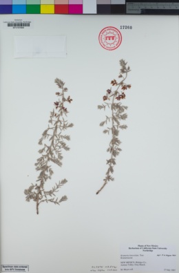 Image of Krameria lanceolata
