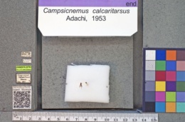 Campsicnemus calcaritarsus image