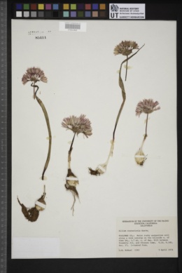 Allium cratericola image