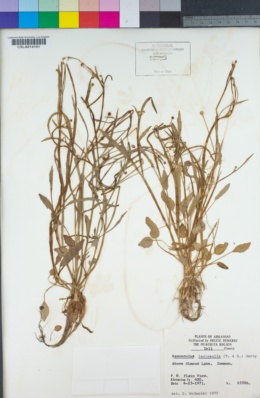 Image of Ranunculus laxicaulis