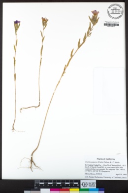 Clarkia purpurea image
