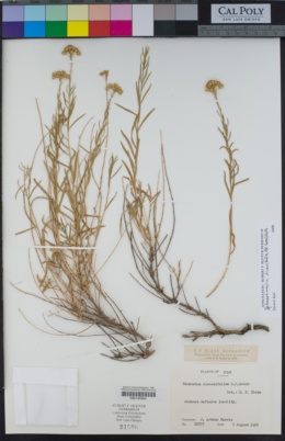 Image of Artemisia inaequifolia
