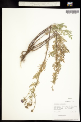 Image of Polemonium caeruleum