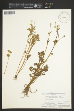 Image of Ranunculus marginatus