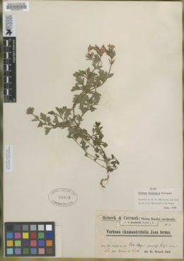 Image of Glandularia humifusa