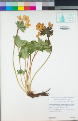Anemonastrum narcissiflorum subsp. monantha image