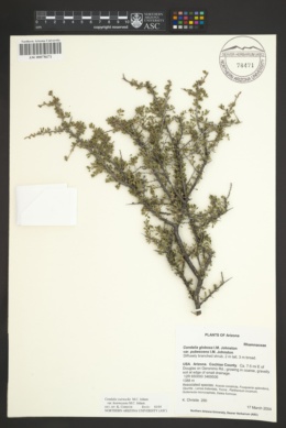 Condalia warnockii var. kearneyana image