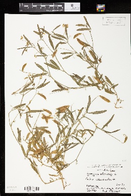 Image of Lathyrus odoratus
