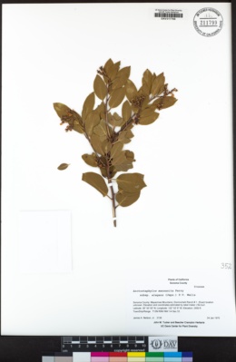 Arctostaphylos manzanita subsp. elegans image