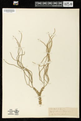 Image of Lycopodium phlegmaria