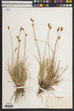 Carex constanceana image