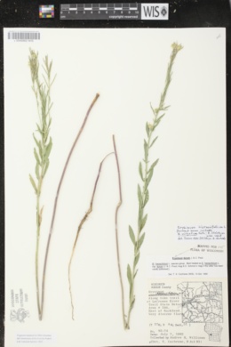 Image of Erysimum hieracifolium