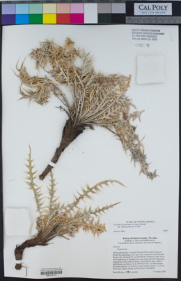 Cirsium arizonicum var. tenuisectum image