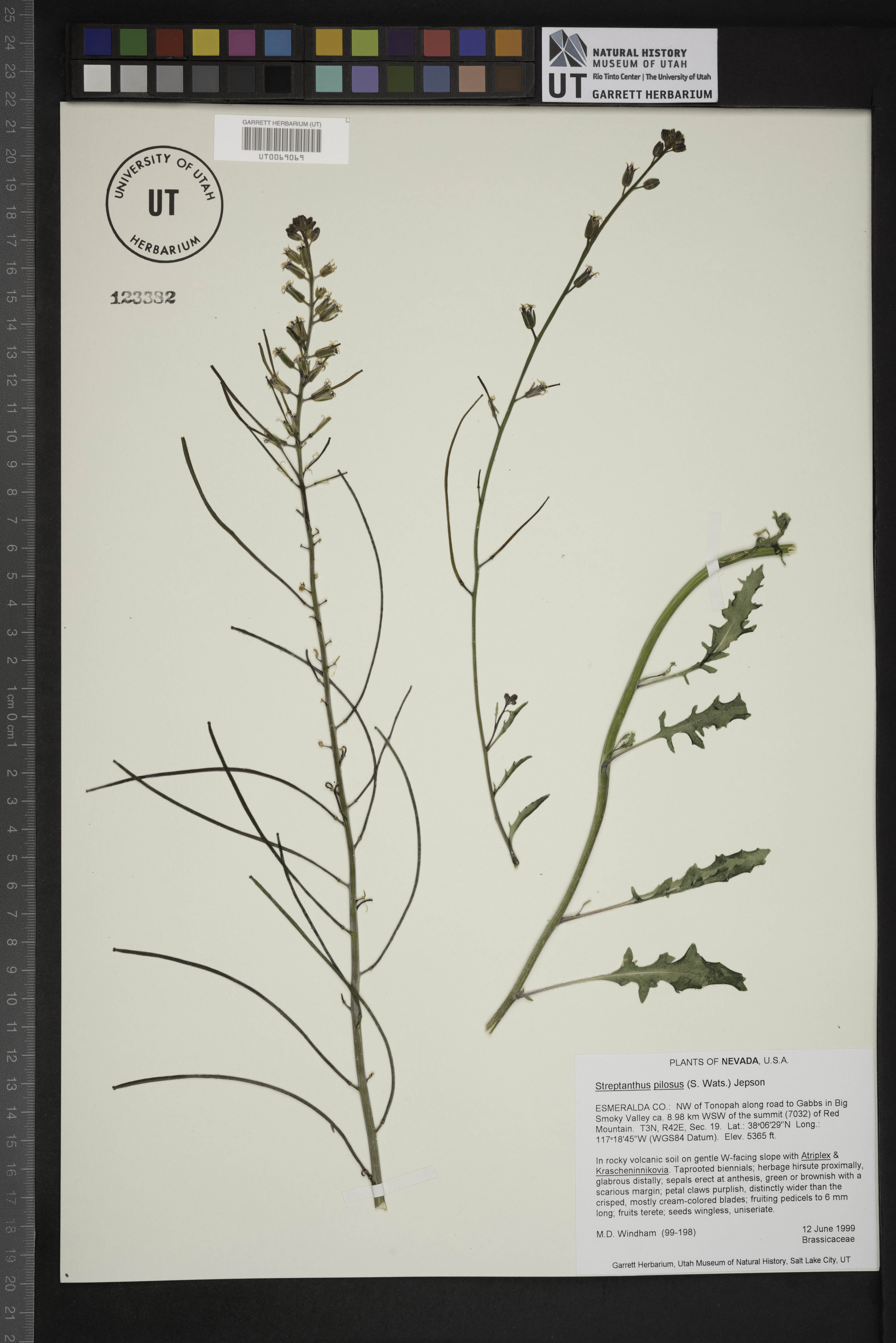 Streptanthus pilosus image