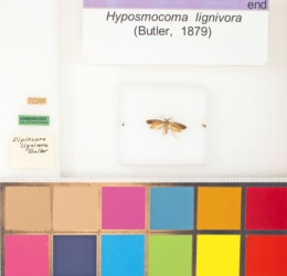 Hyposmocoma lignivora image