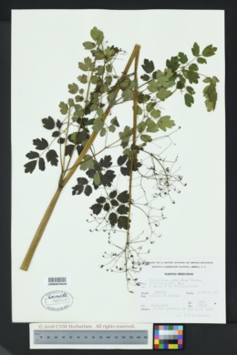 Image of Thalictrum pubigerum