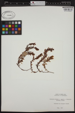Sargassum hystrix var. spinulosum image